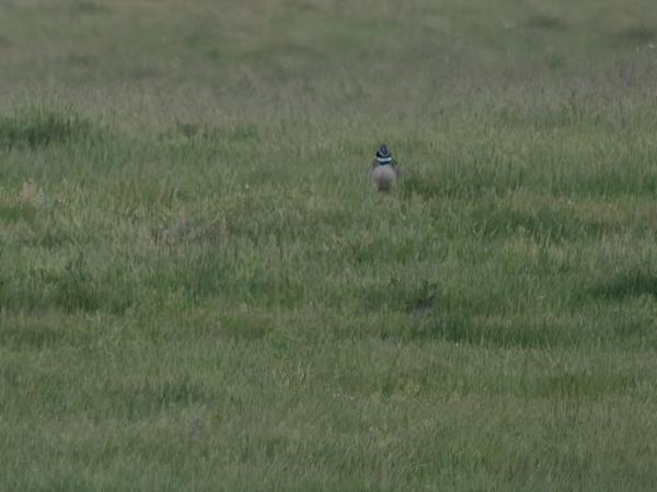 <h3><a href="/trips/extramadura/biota/animalia/chordata/aves/019 otidiformes/001 otididae/tetrax tetrax/tetrax tetrax-nl.html">Tetrax&nbsp;tetrax</a> / Little&nbsp;bustard / Kleine&nbsp;trap</h3>OM-1 Mark II met OLYMPUS M.150-400mm F4.5 TC, 1/2000 sec  bij F5.6, ISO 8000, afstand 313&nbsp;m